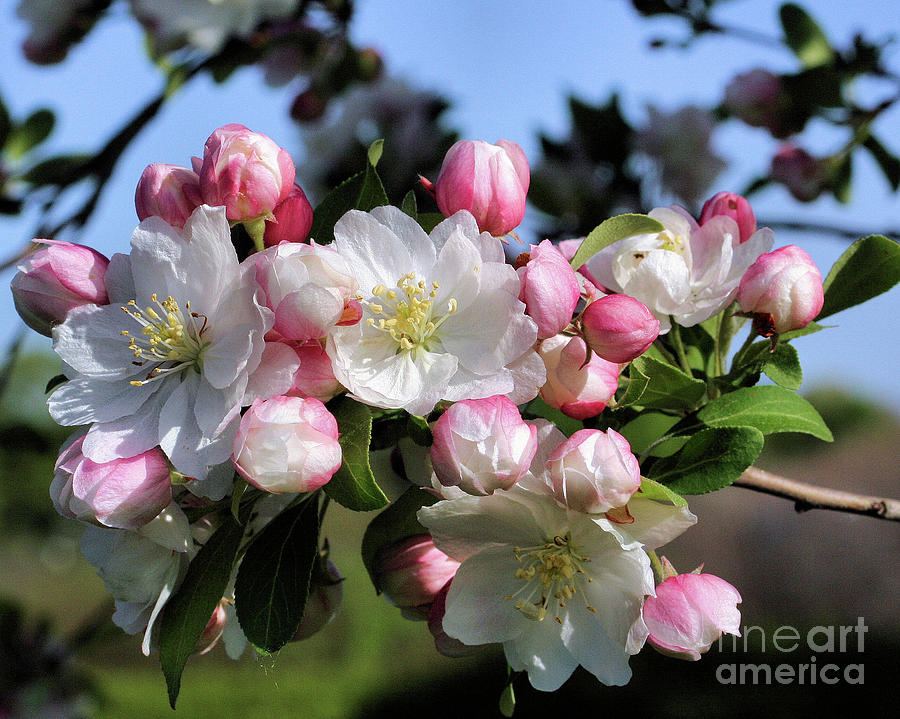 Awesome Blossoms Photograph by Smilin Eyes Treasures