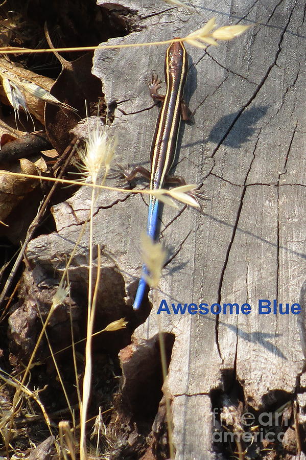Awesome Blue Skink Photograph by Marie Neder