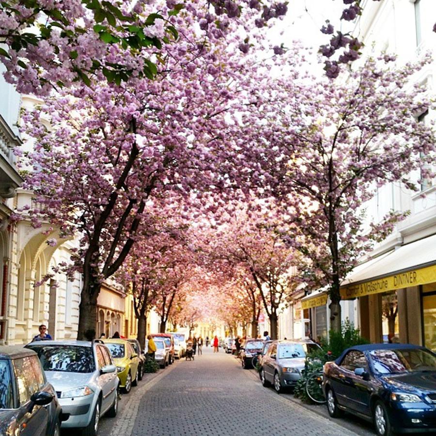 Spring Photograph - Awesome Bonn :) by Simona Foldesova