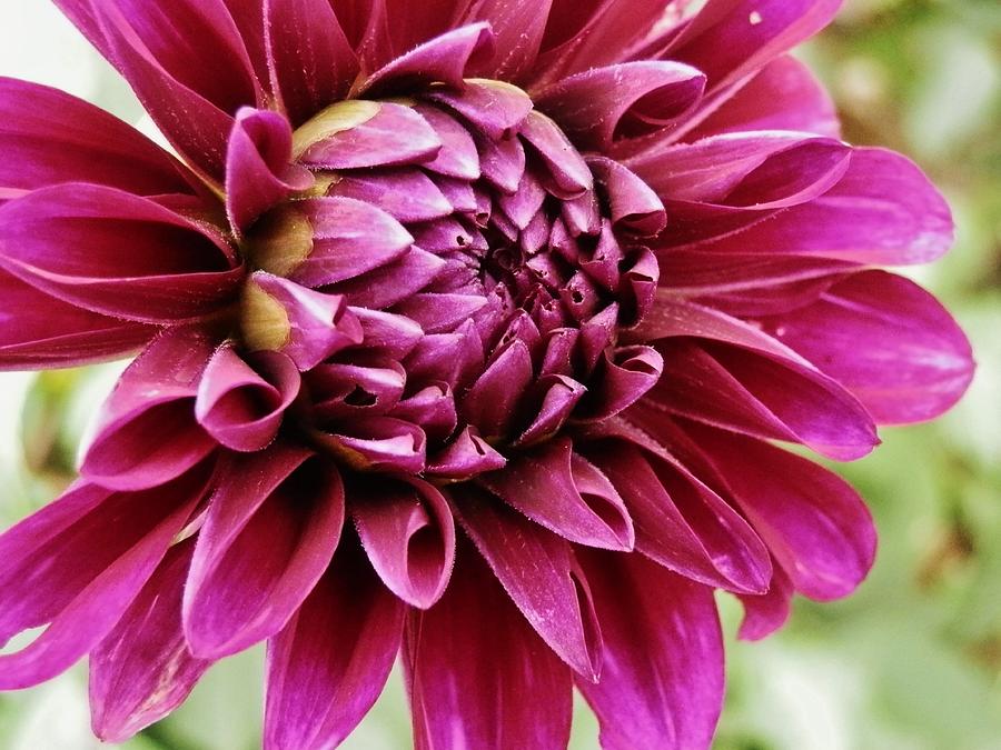 Awesome Dahlia Photograph by VLee Watson