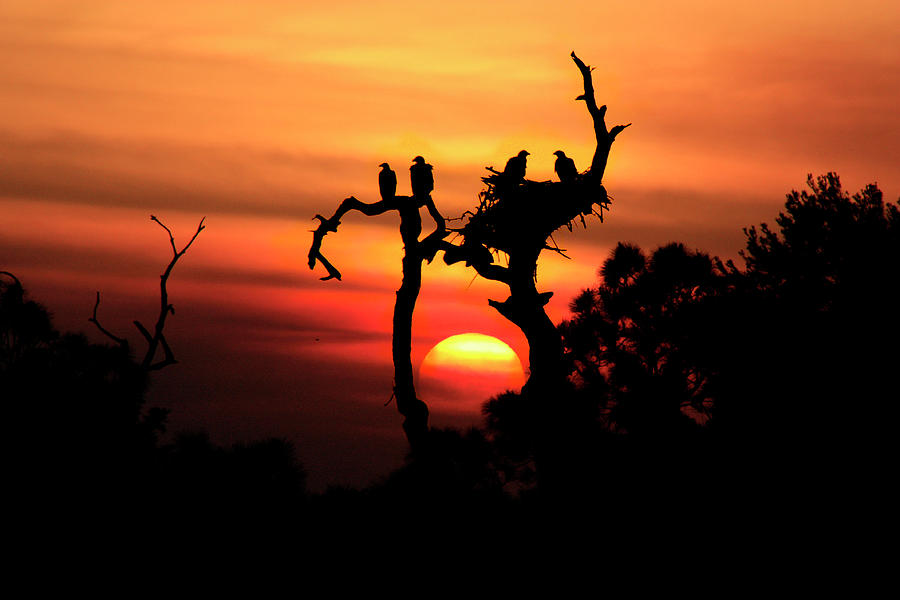 Awesome Eagle Tree Sunset Photograph by Tom Baumker - Fine Art America