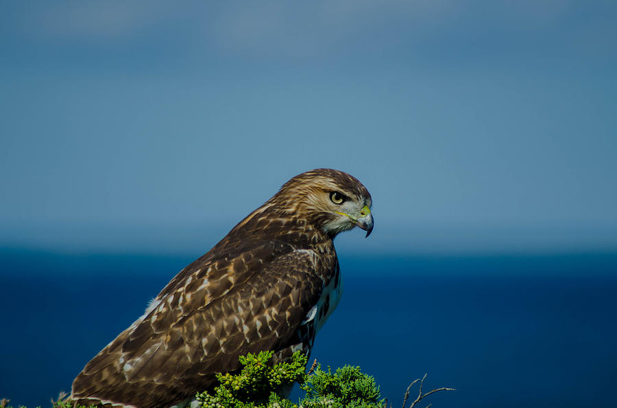 Bird Photograph - Awesome Hawk by Linda Howes