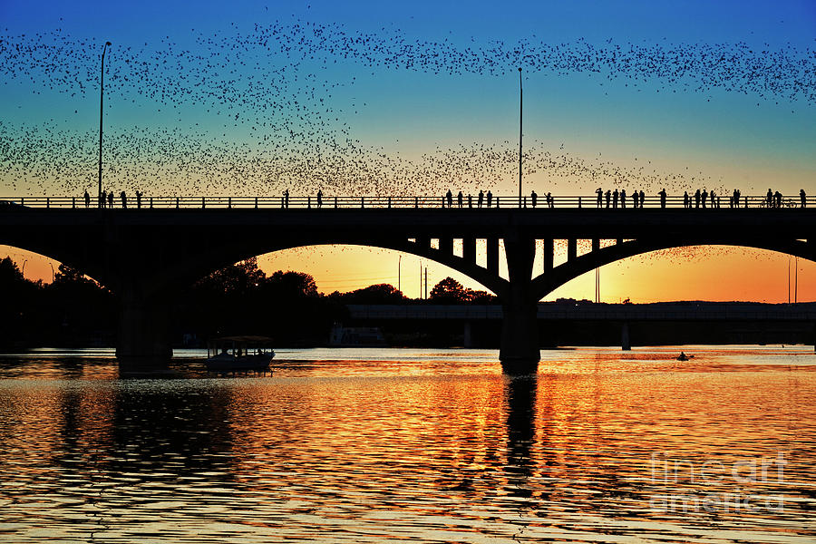 Sunset Photograph - Awesome Weirdness Bats of Austin take flight during a gorgeous golden sunset by Dan Herron