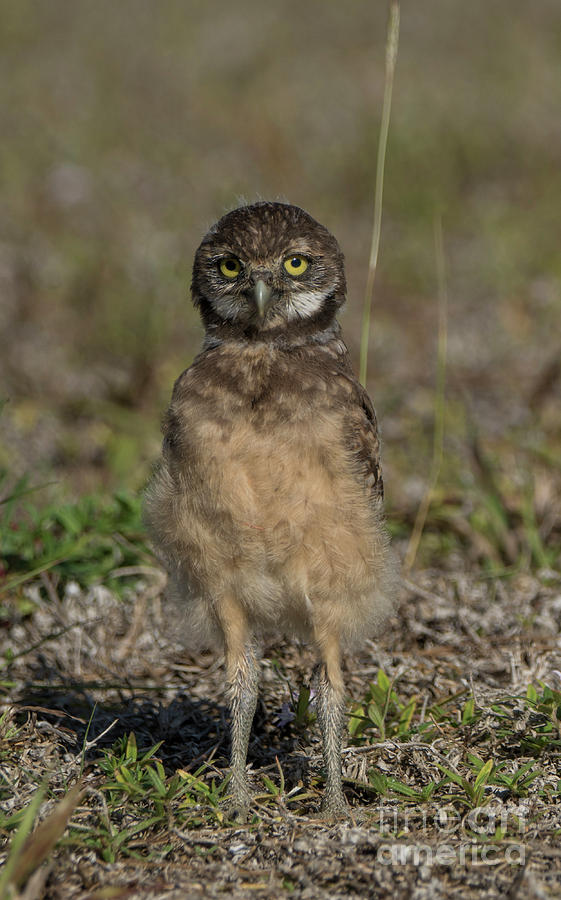 Awkward Owlet Photograph by Brian Kamprath