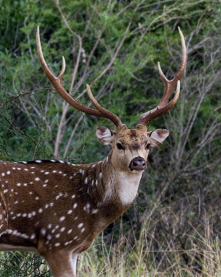 Axis Buck - 001 Photograph by Randy Stinson - Pixels