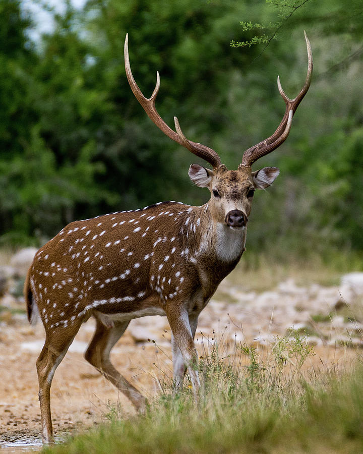 Axis Buck 005 Photograph by Randy Stinson