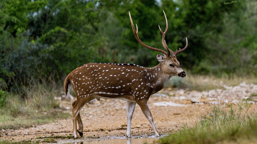 Axis Buck - 006 Photograph by Randy Stinson - Pixels