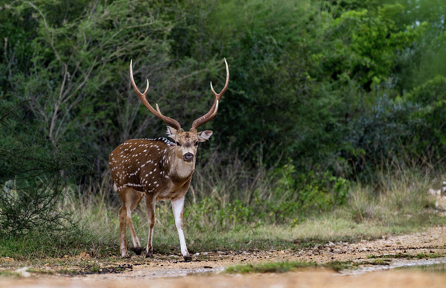 Axis Buck - 007 Photograph by Randy Stinson - Pixels