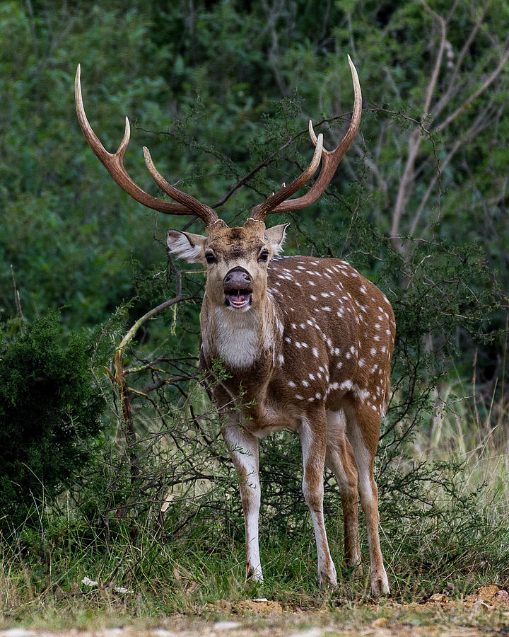 Axis Buck Roaring - 002 Photograph by Randy Stinson - Fine Art America