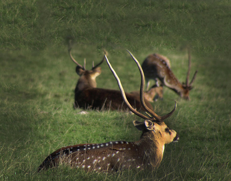 Long Horn Chital Deer  Photograph by Doc Braham