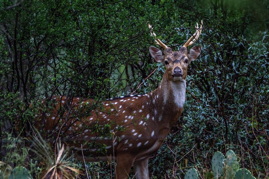 Axis Deer - Spotted Deer - Chital Photograph by Debra Martz