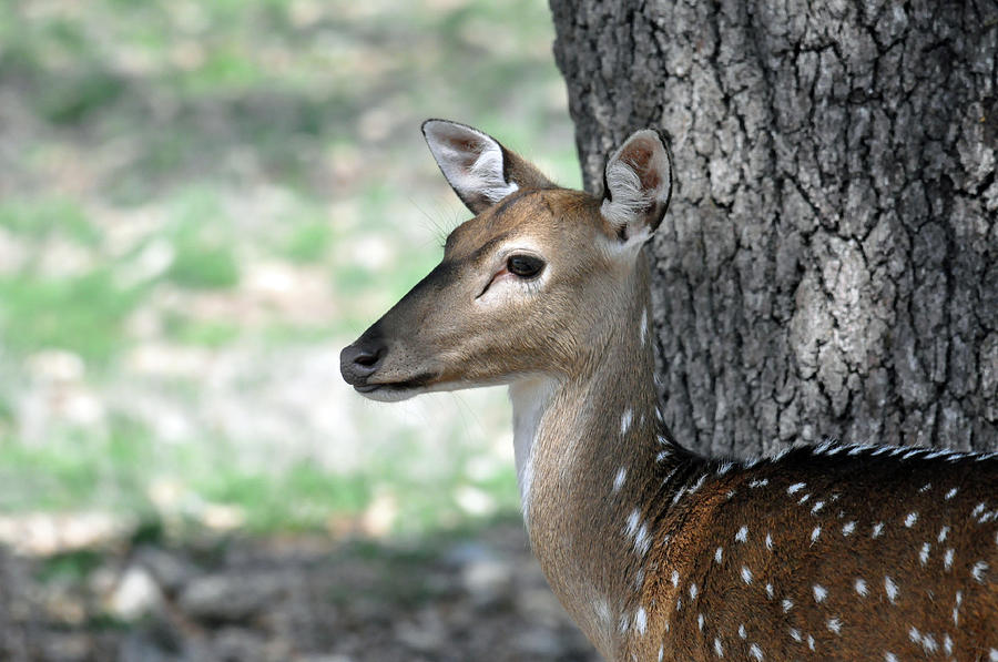 Axis Deer Photograph by Teresa Blanton
