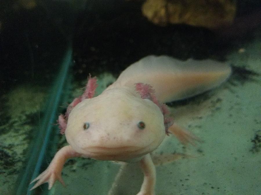 Axolotl Photograph by Chase Hoskins