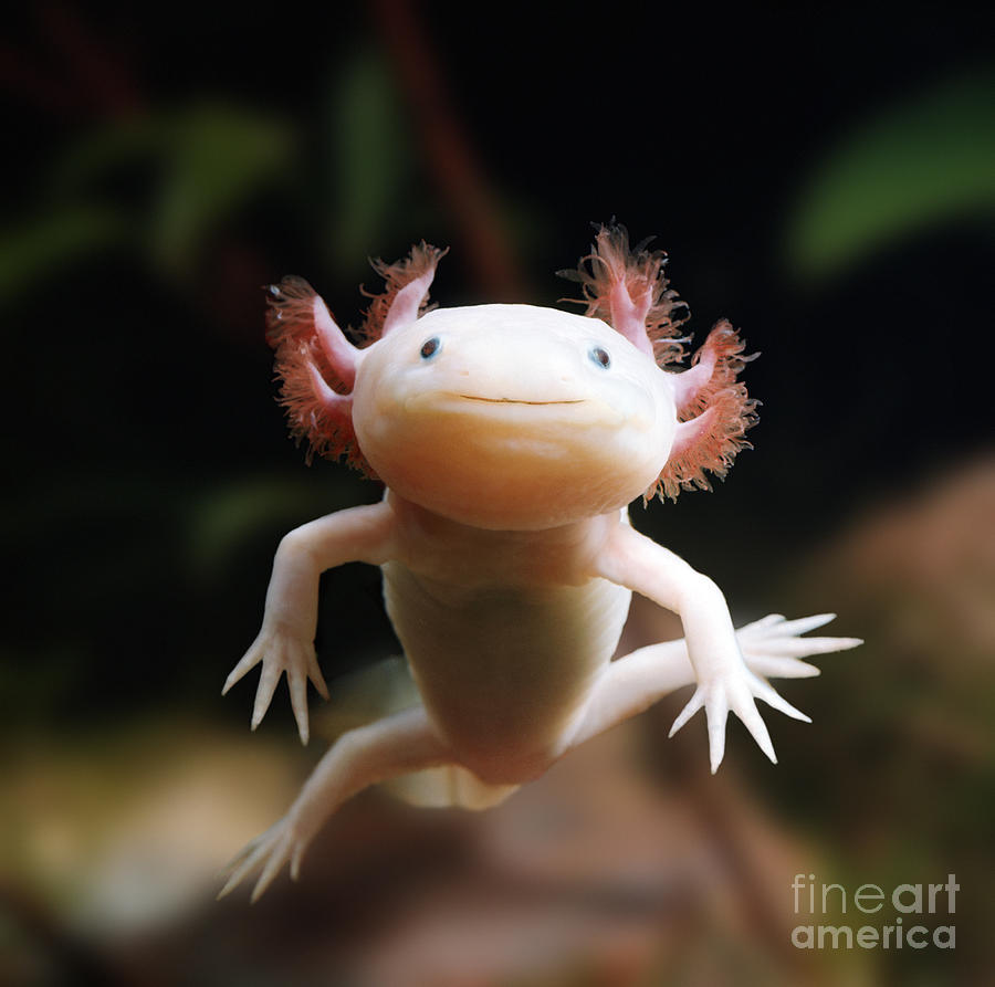 Amphibians Photograph - Axolotl Face by Warren Photographic
