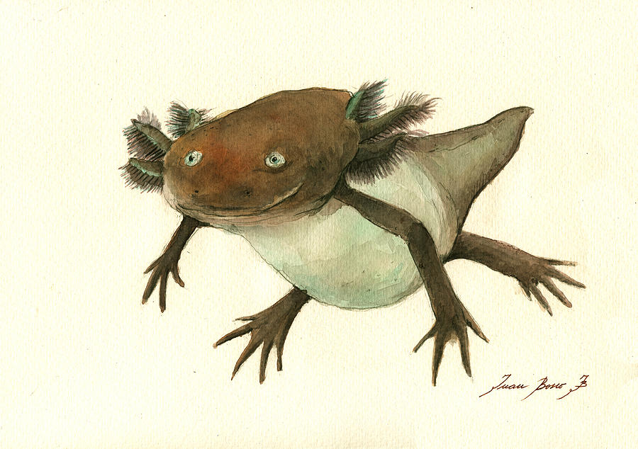 Axolotl Painting - Axolotl by Juan Bosco