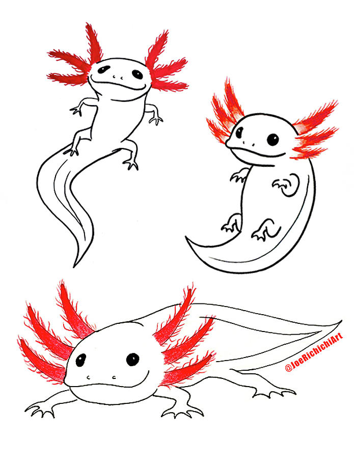 Axolotls Drawing by Joe Richichi | Pixels