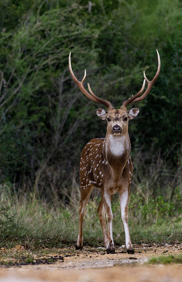 Axs Buck - 008 Photograph by Randy Stinson - Fine Art America