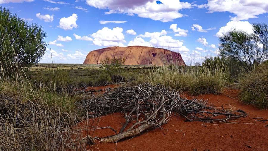 Ayers Rock Deadwood Australian Outback Photograph by Lawrence S Richardson Jr