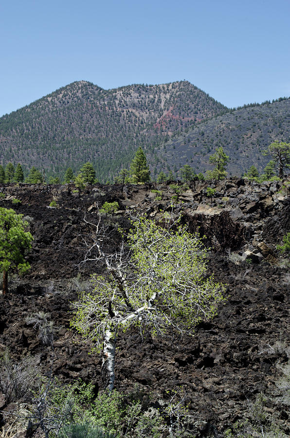 AZ Landscape from Lava Trail No. 2 Photograph by David Gordon