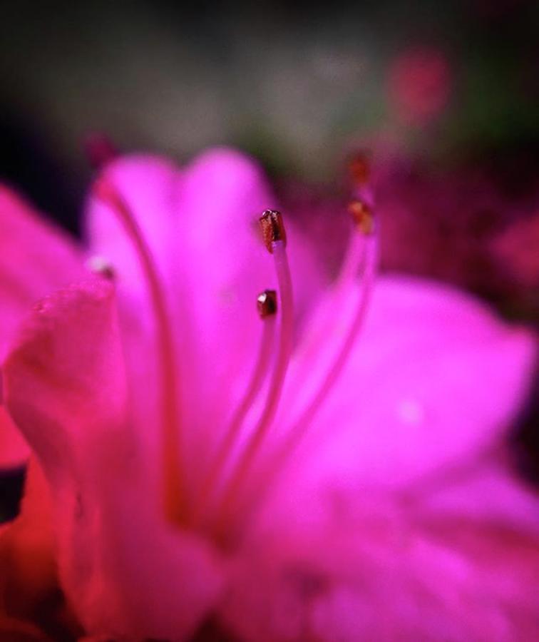 Flowers Still Life Photograph - Azalea // Took My #photojojomacro Out by Megan Bishop