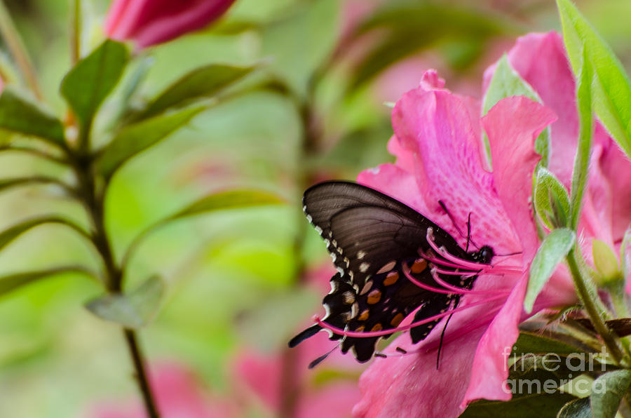 Azalea And Butterfly Photograph by Donna Brown