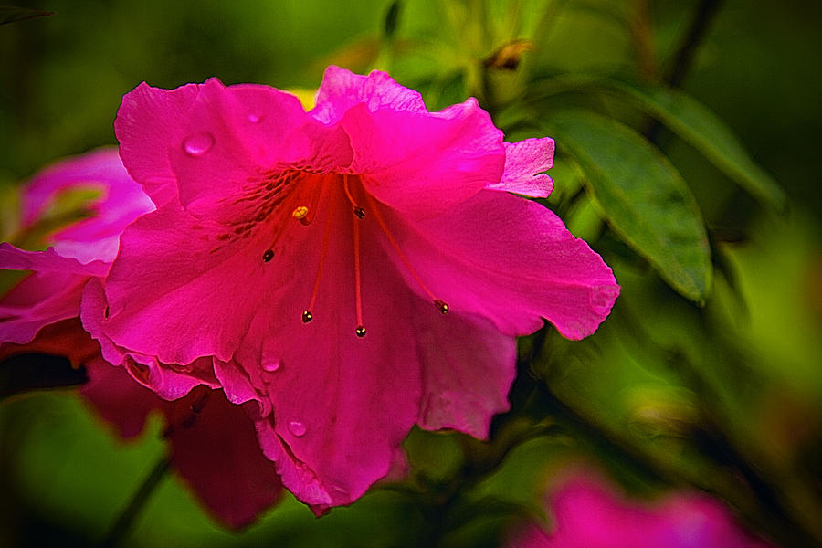 Azalea Blossom - Floral Photograph by Barry Jones