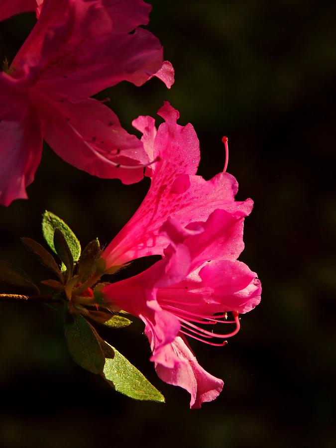 Azalea blossoms Photograph by Bill Jonscher