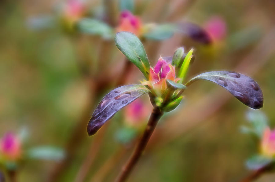 Azalea Bud Energy Photograph by Beth Venner