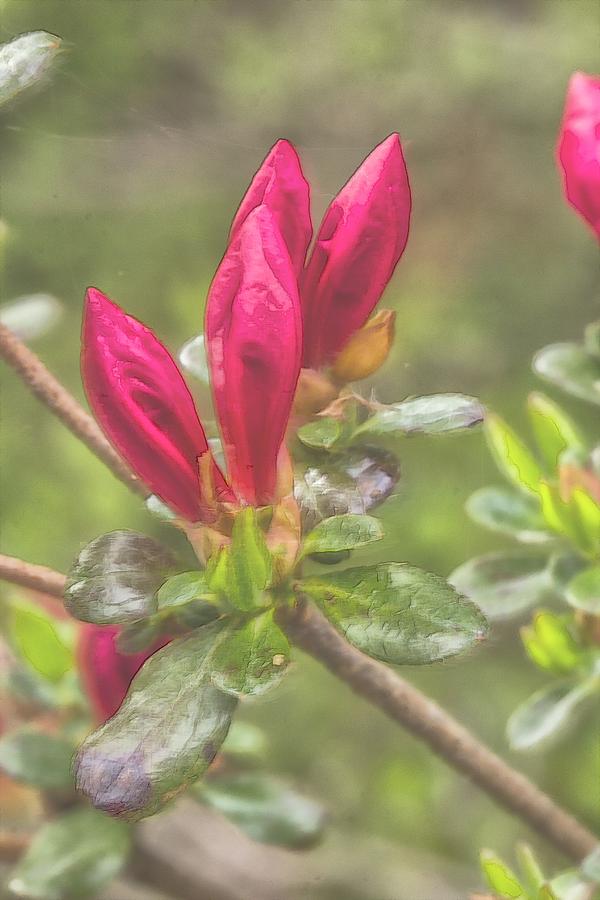 Azalea Buds - Coloring Book Effect Photograph by Constantine Gregory