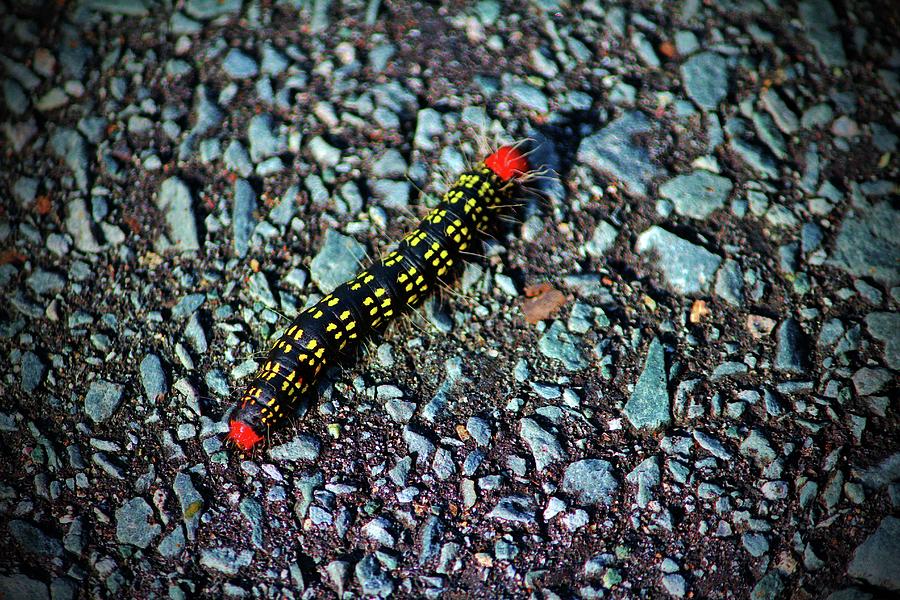 Azalea Caterpillar Photograph by Cynthia Guinn