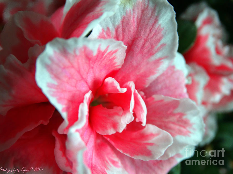 Flower Photograph - Azalea Close-up by Gena Weiser