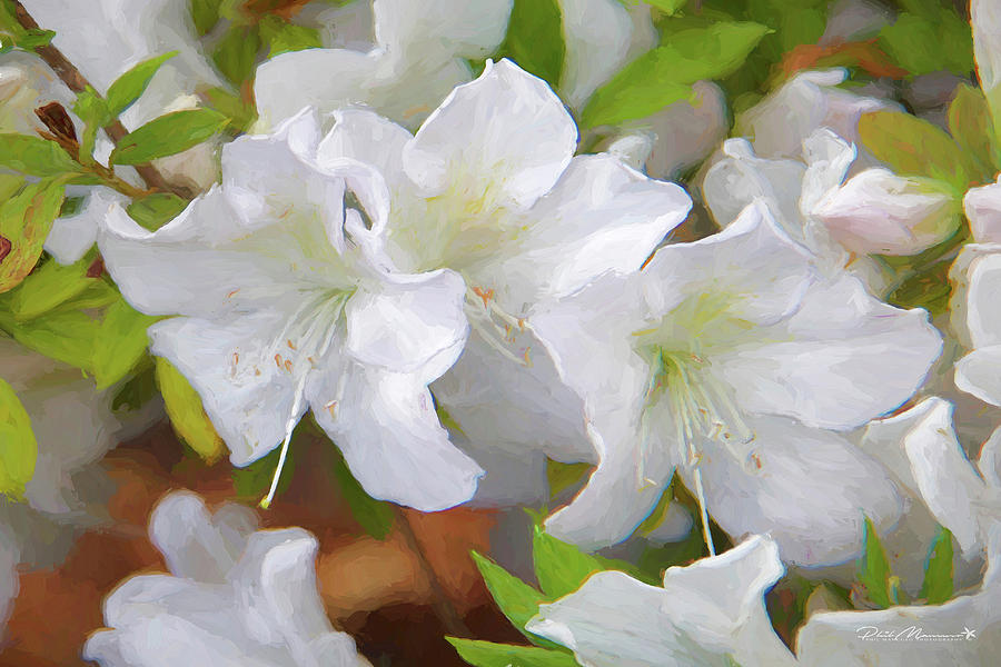 Azalea Festival I Photograph By Phil Mancuso Fine Art America