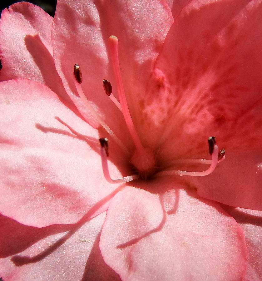 Nature Photograph - Azalea in Bloom by Cathy Harper