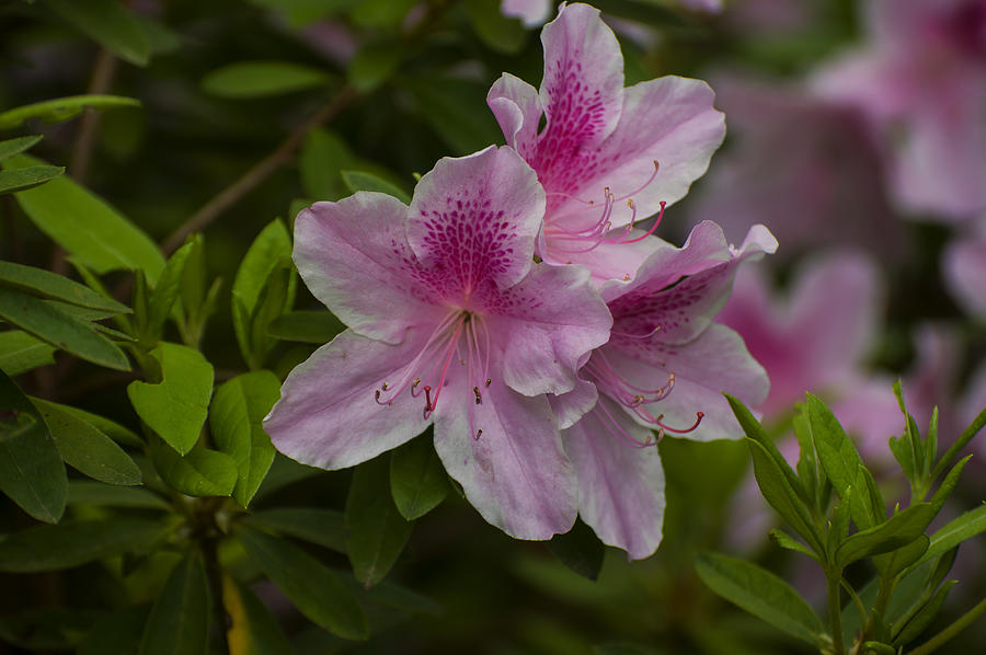 Flower Photograph - Azalea indica george l taber by Flees Photos