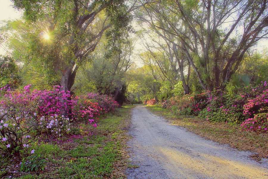 Azalea Lane by H H Photography of Florida Photograph by HH Photography of Florida