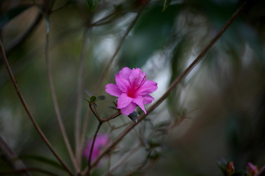 Flower Photograph - Azalea late in the Afternoon by Cathy Harper