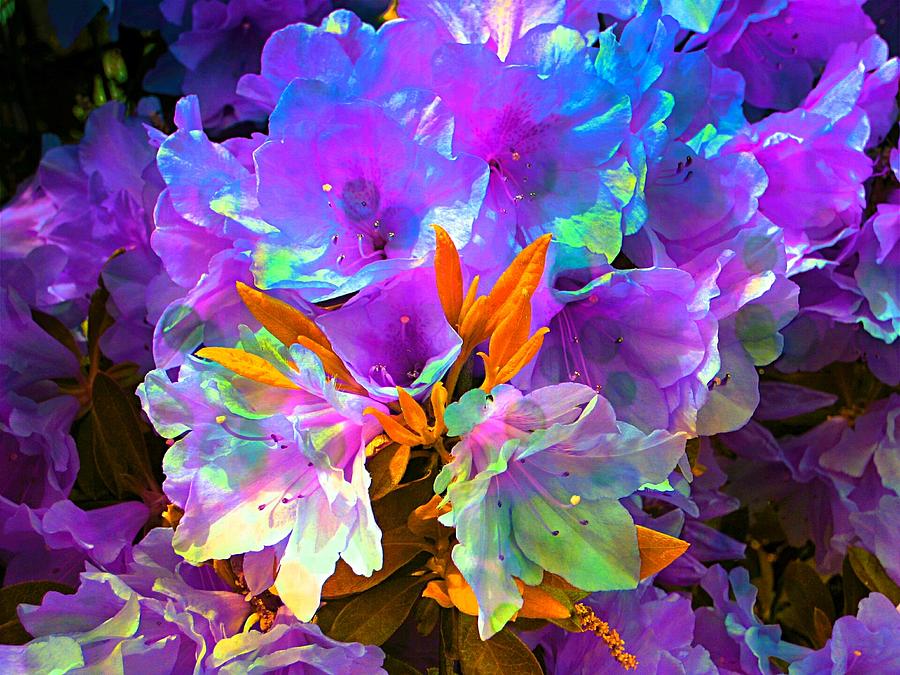 Azalea Lavender Blue Bouquet Photograph by Trent Jackson - Pixels