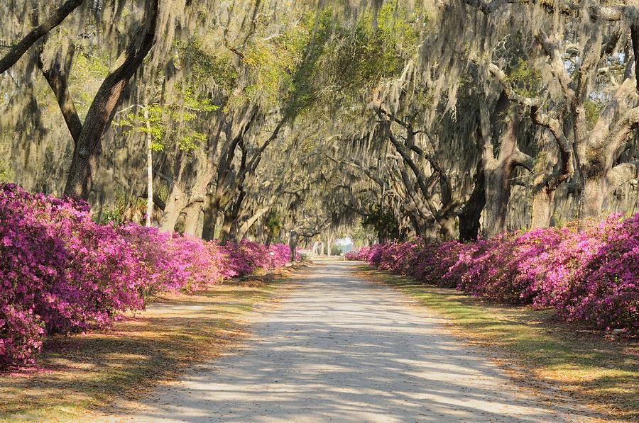 beautiful pathway lined with trees and purple azaleas