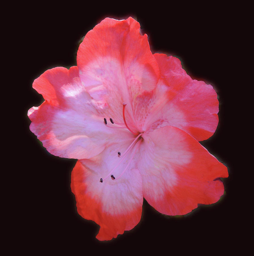 Flower Photograph - Azalea Macro by Marian Bell