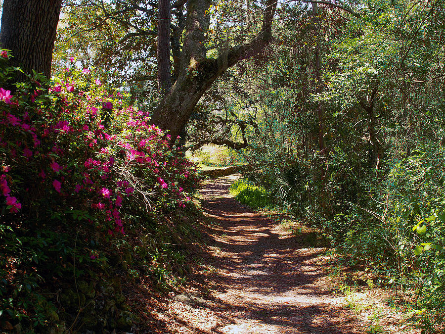 Azalea Path  Photograph by Bob Johnson
