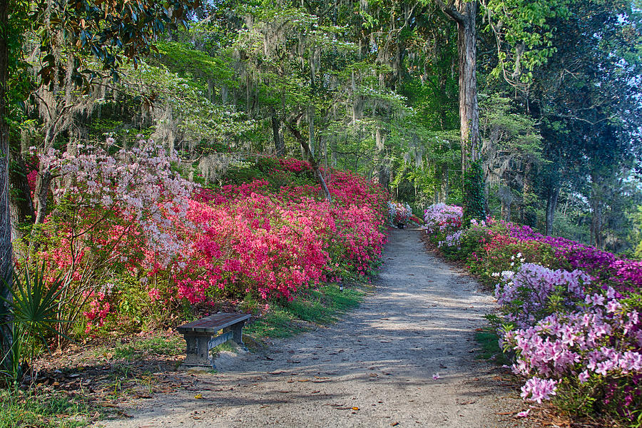 Garden Photograph - Azalea Path by Patricia Schaefer