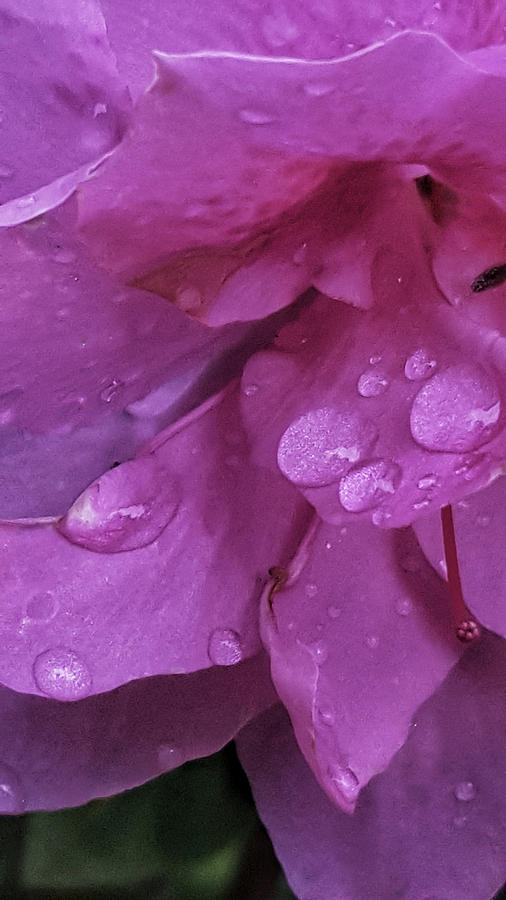 Azalea Rain Drops 2 by E Karl Braun Azalea Rain Drops 2 by E Karl Braun