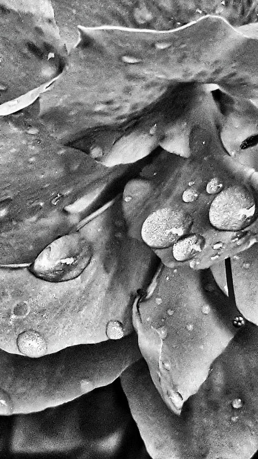 Azalea Rain Drops 3 by E Karl Braun Azalea Rain Drops 3 by E Karl Braun