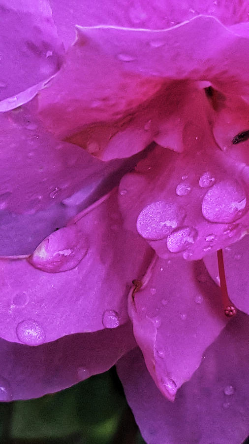 Azalea Rain Drops by E Karl Braun Azalea Rain Drops by E Karl Braun