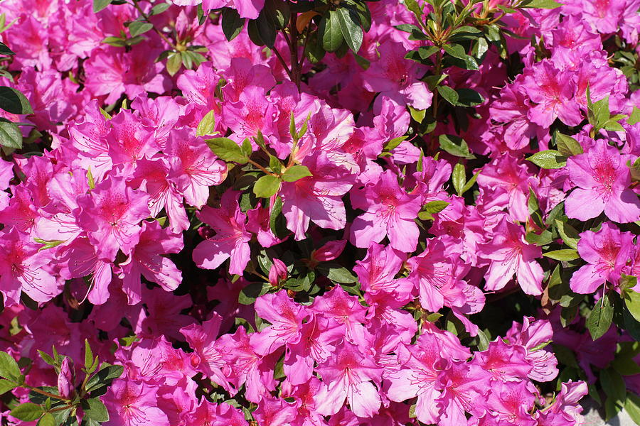 Azalea Spring Photograph by Gary Perez - Fine Art America