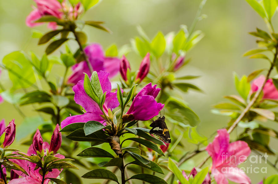 Azaleas And Golden Banded Skipper Butterfly Photograph by Donna Brown