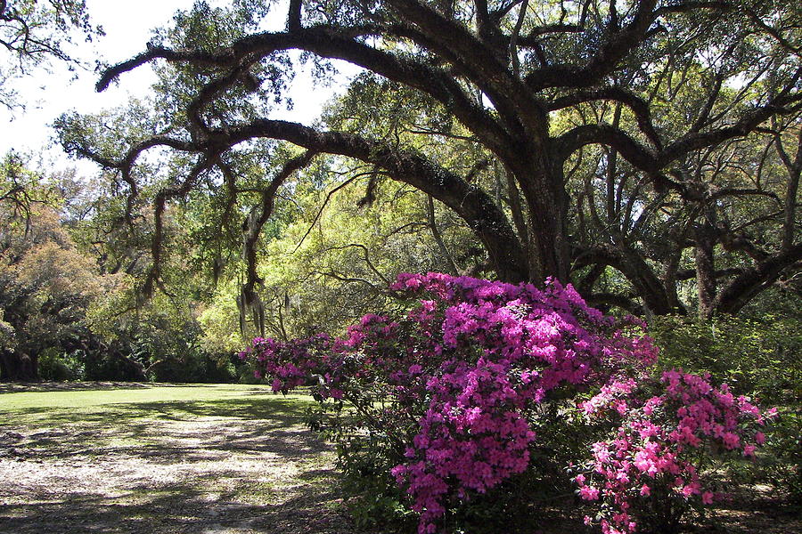 Azaleas and Oaks Photograph by Kathy Ricca - Fine Art America