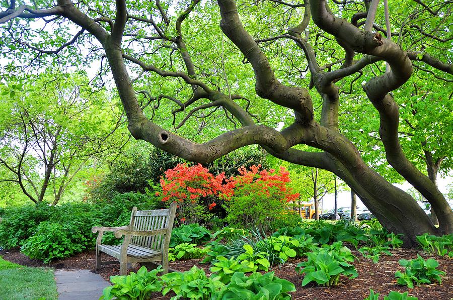 Azaleas Bench Photograph by Andrew Dinh