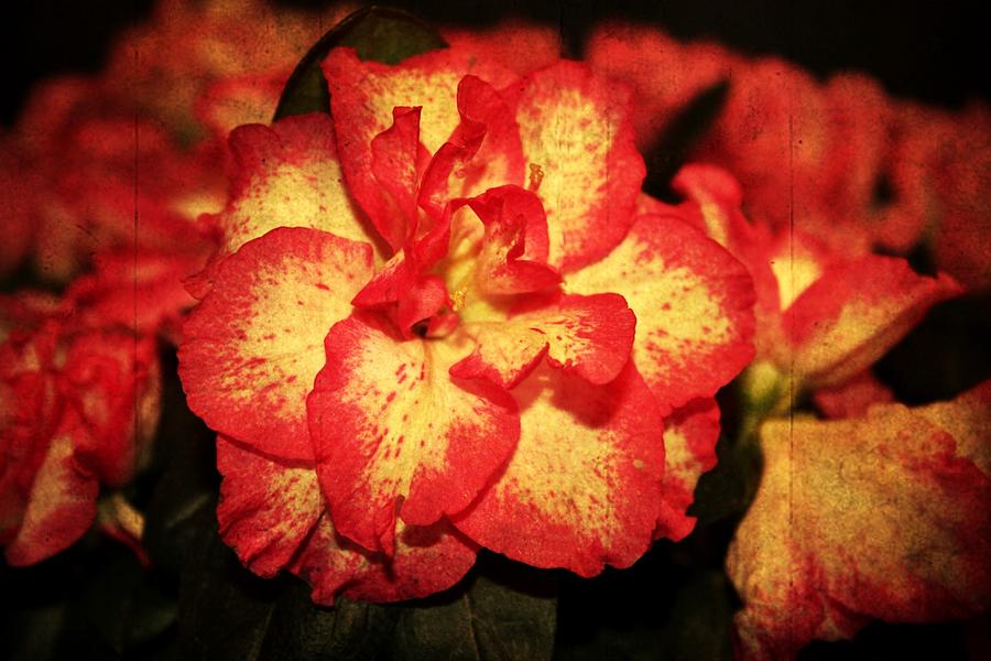 Flower Photograph - Azaleas by Cathie Tyler