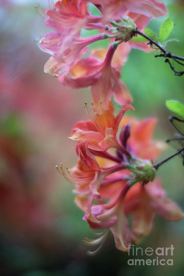 Azaleas Cluster of Flowers Photograph by Mike Reid